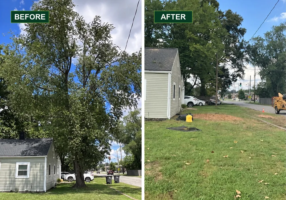 Before and after removal of a large tree beside an Evansville house, showing the cleared ground near the home.